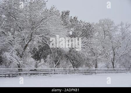 Trees are covered in snow during a snow storm. Stock Photo