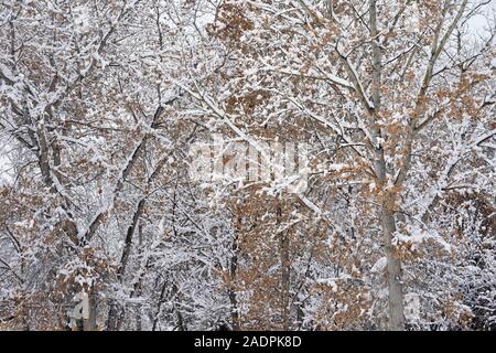 Trees are covered in snow during a snow storm. Stock Photo