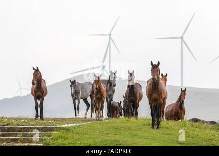 Herd of horses rise uphill towards the street on a cloudy rainy weather in the background windmills Stock Photo