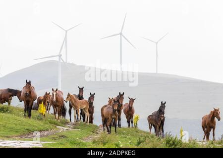 Herd of horses rise uphill towards the street on a cloudy rainy weather in the background windmills Stock Photo