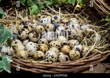 quail eggs placed between the straw in a wicker basket Stock Photo