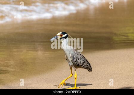 Yellow-crowned night heron in Paradise Beach in Saint Vincent, Saint Vincent and the Grenadines Stock Photo