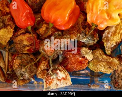 Dried and fresh Scotch Bonnet peppers still life food photograph Stock Photo