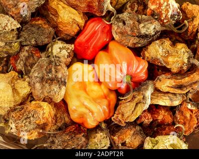 Dried and fresh Scotch Bonnet peppers still life food photograph Stock Photo