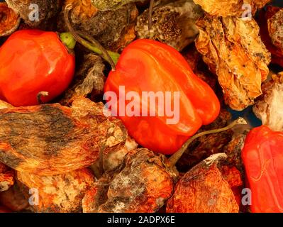 Dried and fresh Scotch Bonnet peppers still life food photograph Stock Photo