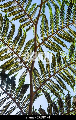 A fern in the Golden Gate Park Botanical Gardens, San Fransisco, California, USA Stock Photo