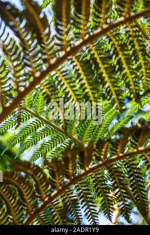A fern in the Golden Gate Park Botanical Gardens, San Fransisco, California, USA Stock Photo