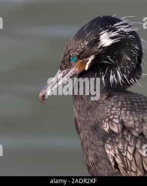 Neotropic cormorant (Nannopterum brasilianum) in breeding plumage, Galveston, Texas, USA. Stock Photo