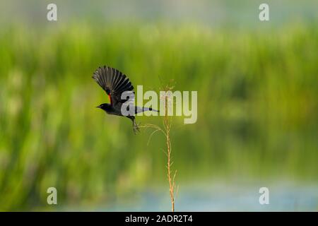 A red-winged blackbird takes flight from a stalk of marsh grass. Stock Photo