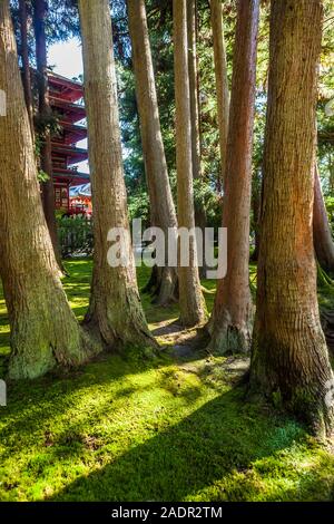 Tree trunks in the Japanese Gardens in Golden Gate Park, San Fransisco, California, USA. Stock Photo