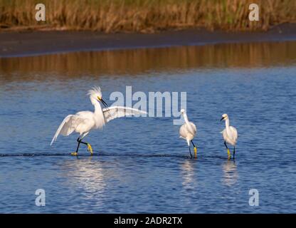 Snowy egret (Egretta thula) chasing other two in tidal marsh, Galveston, Texas, USA Stock Photo