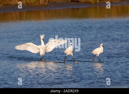 Snowy egret (Egretta thula) chasing other two in tidal marsh, Galveston, Texas, USA Stock Photo