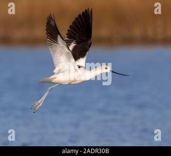 American avocet (Recurvirostra americana) in winter plumage flying over tidal marsh, Galveston, Texas, USA. Stock Photo