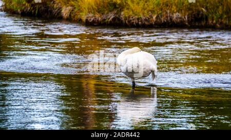 Swan perched on a sandbank upstream of the Cascades in the Firehole River in Yellowstone National Park, Wyoming, USA Stock Photo