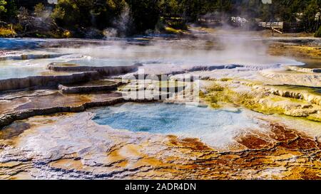 Crystal Clear Water and Brown Bacteria Mats in the water of the Travertine Terraces formed by Geysers at Mammoth Hot Springs, Yellowstone N.P., WY USA Stock Photo