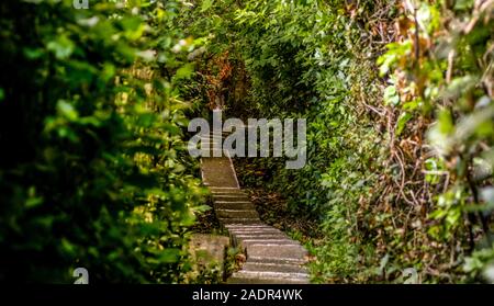 stone step in a arch of green leaves Stock Photo