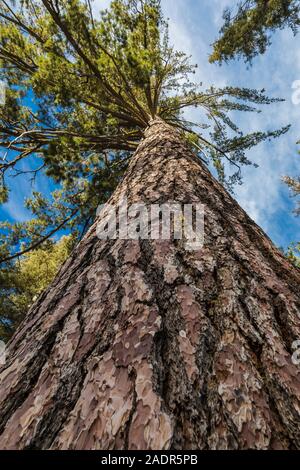 A mighty Western White Pine, Pinus monticola, in the Sherman Tree area of Sequoia National Park, California, USA Stock Photo