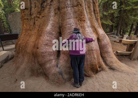 Karen Rentz hugging Giant Sequoia, Sequoiadendron giganteum, in the General Sherman Tree area of Sequoia National Park, California, USA Stock Photo