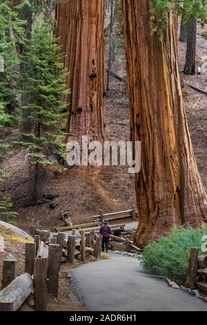 Karen Rentz on trail in Giant Sequoia, Sequoiadendron giganteum, grove in the General Sherman Tree area of Sequoia National Park, California, USA Stock Photo