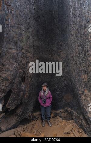 Karen Rentz at base of a burned Giant Sequoia, Sequoiadendron giganteum, in the General Sherman Tree area of Sequoia National Park, California, USA Stock Photo