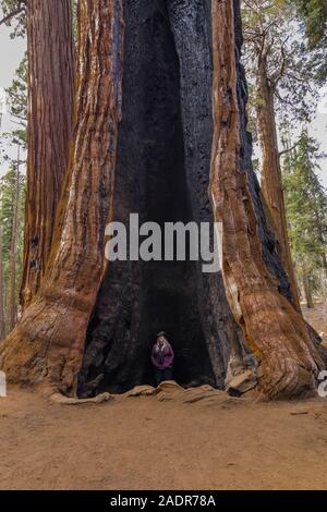 Karen Rentz at base of Giant Sequoia, Sequoiadendron giganteum, in the General Sherman Tree area of Sequoia National Park, California, USA Stock Photo