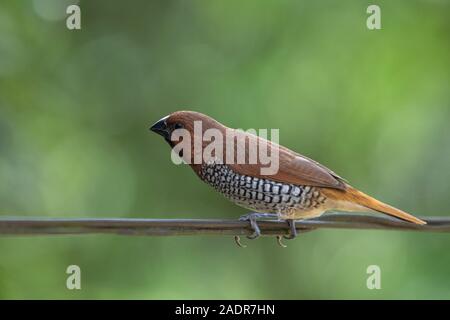 he scaly-breasted munia or spotted munia, known in the pet trade as nutmeg mannikin or spice finch, is a sparrow-sized estrildid finch native to tropi Stock Photo
