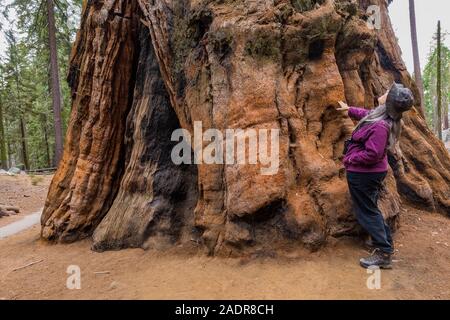 Karen Rentz with Giant Sequoia, Sequoiadendron giganteum, along the Giant Forest trails in the General Sherman Tree area of Sequoia National Park, Cal Stock Photo