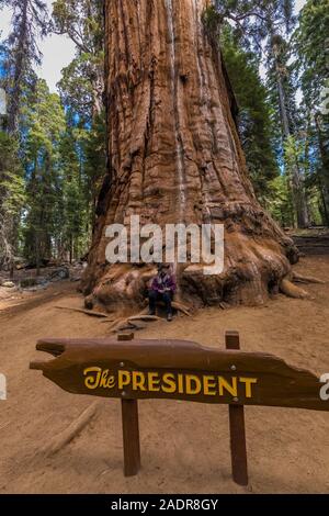 Karen Rentz in front of The President, aGiant Sequoia, Sequoiadendron giganteum, tree in the General Sherman Tree area of Sequoia National Park, Calif Stock Photo