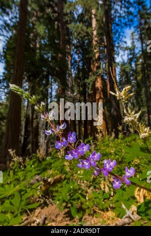 Lupine flowers among the Giant Sequoias, Sequoiadendron giganteum, in the Sherman Tree area of Sequoia National Park, California, USA Stock Photo