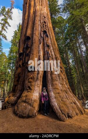 Karen Rentz at the McKinley Tree, a named Giant Sequoia, Sequoiadendron giganteum, in the General Sherman Tree area of Sequoia National Park, Californ Stock Photo