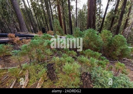 Young Giant Sequoia, Sequoiadendron giganteum, growing in an opening after a fire in the Sherman Tree area of Sequoia National Park, California, USA Stock Photo