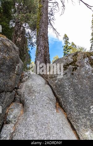 Conifer growing from a crack in granite in the Sherman Tree area of Sequoia National Park, California, USA Stock Photo