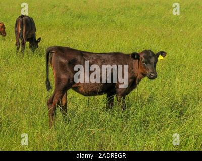 Three small beef calves grazing in lush grass on the farm Stock Photo
