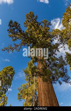 Giant Sequoia, Sequoiadendron giganteum, at the Giant Forest Museum in Sequoia National Park, California, USA Stock Photo