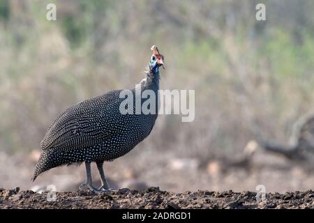 Guinea Fowl Portrait Full Length in Botswana Photographed at Ground Level Stock Photo