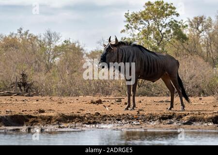 Blue Wildebeest at Waterhole in Botswana, Full Length, Low Angle Stock Photo