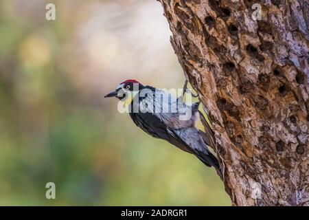 Acorn Woodpecker, Melanerpes formicivorus, male on granary tree in Potishwa Campground in the foothills of Sequoia National Park, California, USA Stock Photo