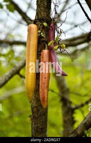 Parmentiera cereifera, Candle tree fruit, the fleshy fruit is edible. Stock Photo