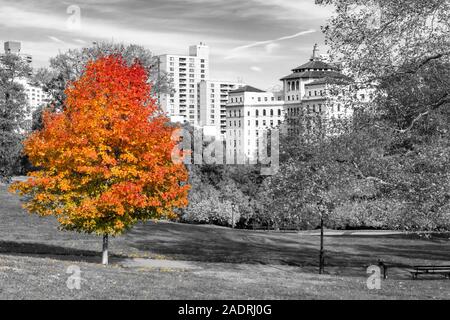 Colorful fall tree with red and orange leaves in a black and white landscape scene in Central Park, New York City NYC Stock Photo