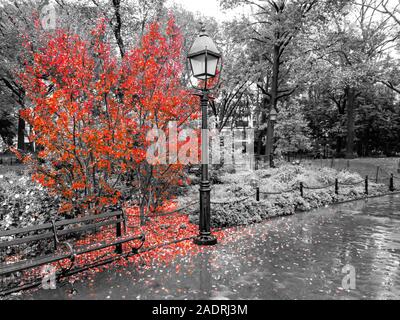 Colorful fall tree with leaves covering the ground in a black and white landscape in Washington Square Park, New York City NYC Stock Photo