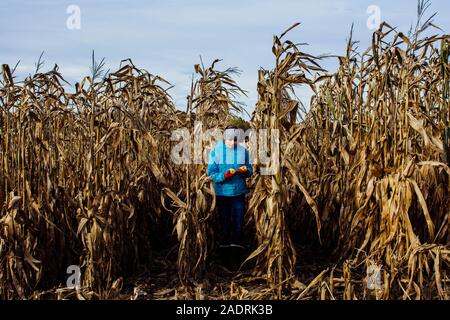 Teen Girl Looking at Two Ears of Field Corn in an Un-harvested Field Stock Photo