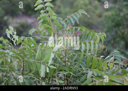 Fresh green leaves on Neem tree Margosa /Azadirachta Indica , outdoors in agricultural farm.New top leaf of neem plant Stock Photo