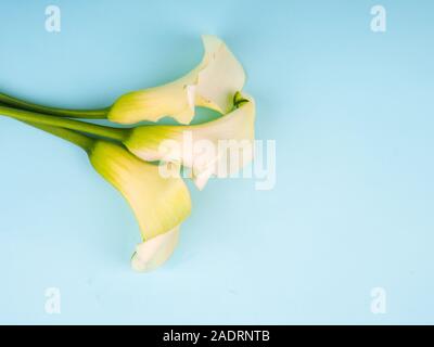 Calla Lily Flowers shot in the studio on a blue background, copy space postcard Stock Photo