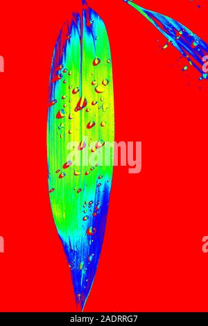Abstract coloring of leaves in bright acid colors. Background, print, wallpaper Stock Photo