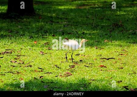 white Indian egret bird ready to take off Stock Photo