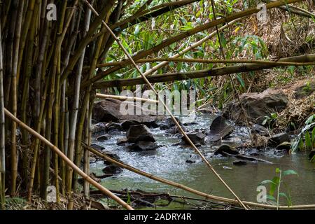 Mbagathi river flowing through, Oloolua Nature Trail, Karen, Nairobi, Kenya. Stock Photo