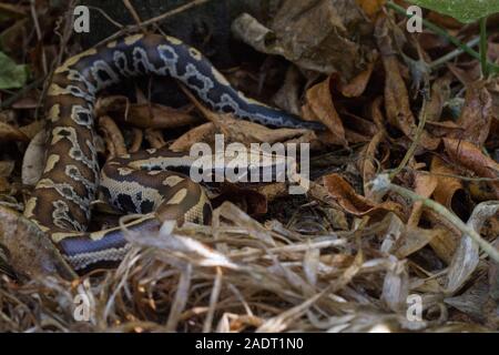 Sumatran Red Blood Python (Python curtis curtis) commonly known as red ...