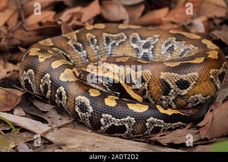 Sumatran short-tailed python, Sumatra-Kurzschwanzpython, Python curtus ...