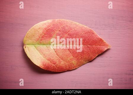 Autumnal leaf of a blueberry on a wooden table. Stock Photo