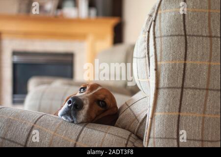 Basset hound dog relaxing in large plaid chair at home Stock Photo